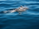 2-dauphins-qui-sautent