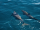 2-dauphins