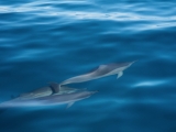 3-dauphins