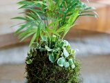 Kokedama 2