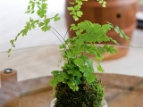 Kokedama 5