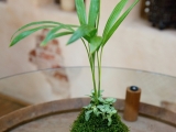 Kokedama 6