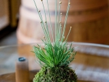 Kokedama 1